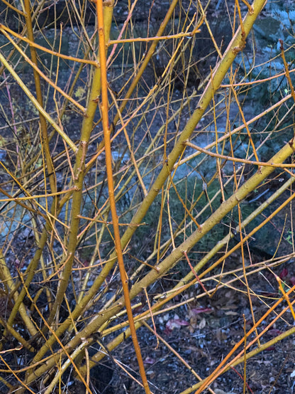 - Salix 'Flame Yellow' Golden Bark Willow Tree - Mr Maple │ Buy Japanese Maple Trees