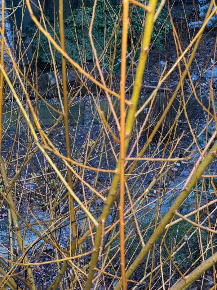 - Salix 'Flame Yellow' Golden Bark Willow Tree - Mr Maple │ Buy Japanese Maple Trees
