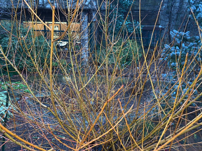 - Salix 'Flame Yellow' Golden Bark Willow Tree - Mr Maple │ Buy Japanese Maple Trees