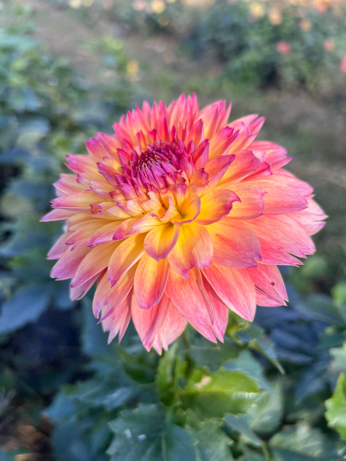 September Morn