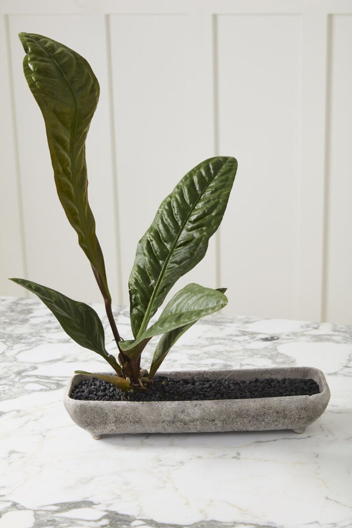 Shoal Planters
