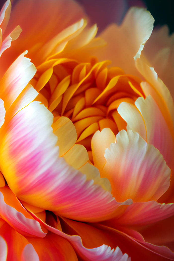 Soft Peony