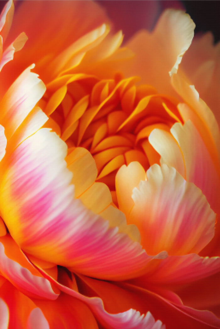 Soft Peony