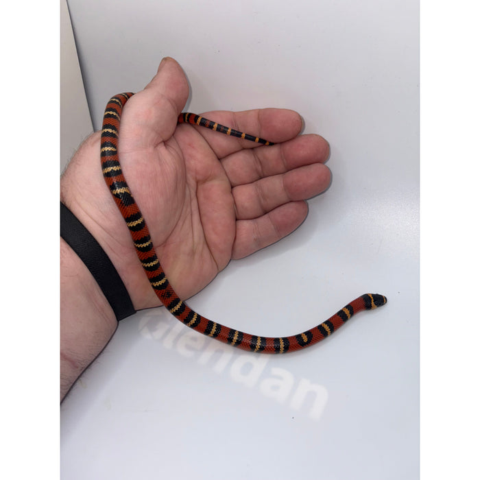 Tangerine Honduran Milk Snake (Baby) (Lampropeltis triangulum hondurensis)