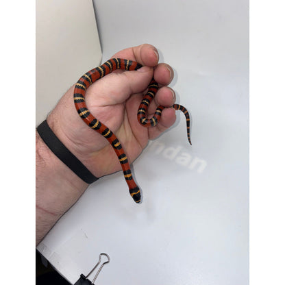 Tangerine Honduran Milk Snake (Baby) (Lampropeltis triangulum hondurensis)