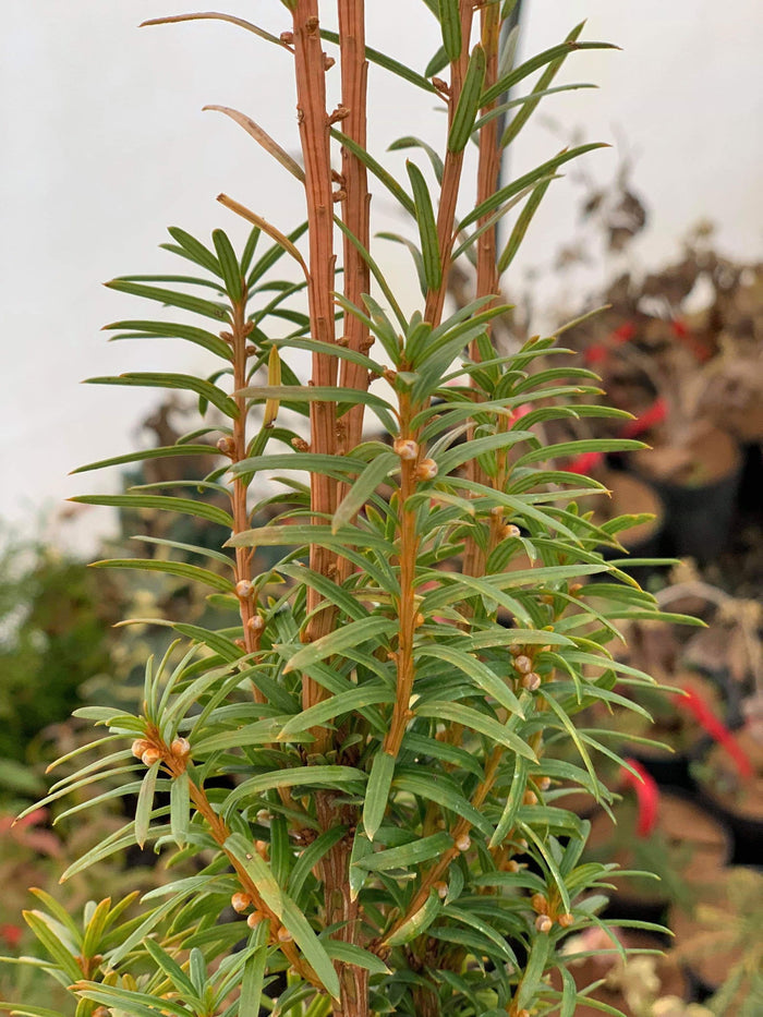 Taxus cuspidata 'Minute Westons' Dwarf Narrow Japanese Yew - Mr Maple │ Buy Japanese Maple Trees