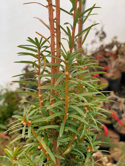 Taxus cuspidata 'Minute Westons' Dwarf Narrow Japanese Yew - Mr Maple │ Buy Japanese Maple Trees