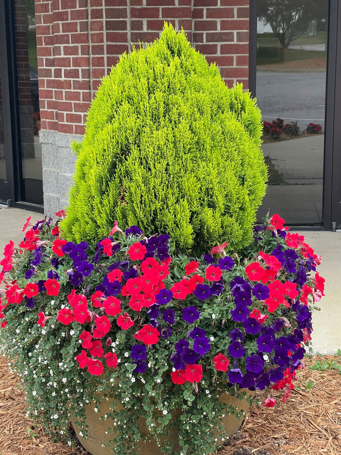 Thuja orientalis 'Morgan' Golden Chinese Arborvitae - Mr Maple │ Buy Japanese Maple Trees