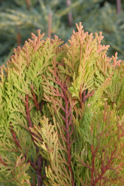 Thuja orientalis 'Morgan' Golden Chinese Arborvitae - Mr Maple │ Buy Japanese Maple Trees