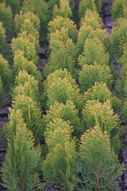 Thuja orientalis 'Morgan' Golden Chinese Arborvitae - Mr Maple │ Buy Japanese Maple Trees