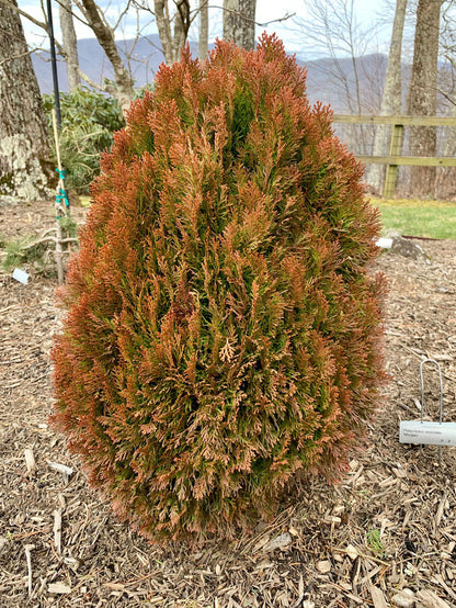 Thuja orientalis 'Morgan' Golden Chinese Arborvitae - Mr Maple │ Buy Japanese Maple Trees