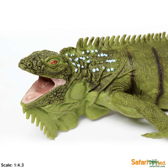 Toy Iguana Figurine by Safari Ltd.:Jungle Bob's Reptile World