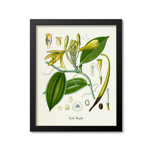 Vanilla Botanical Print