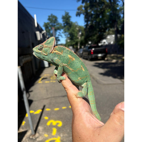 Veiled Chameleon Adult (Chamaeleo calyptratus)