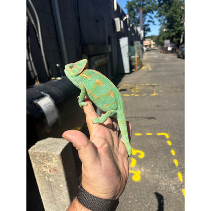 Veiled Chameleon Adult (Chamaeleo calyptratus)