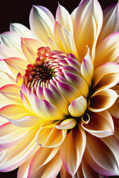 White Dahlia