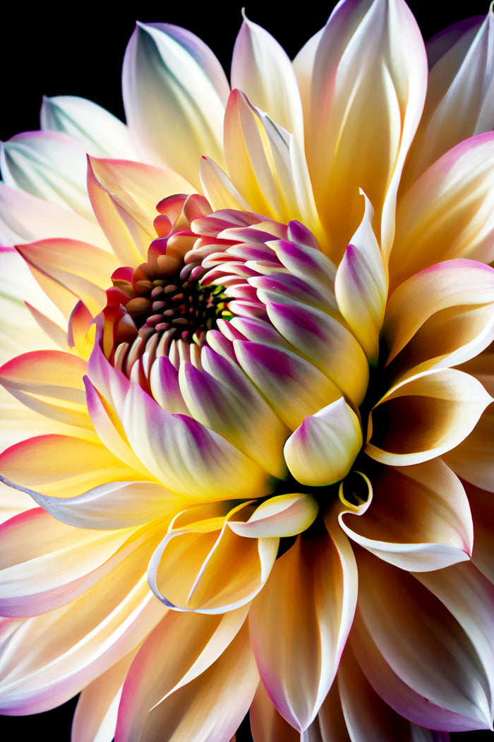 White Dahlia