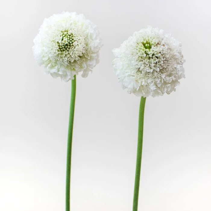 White Focal Scabiosa Flower Stems