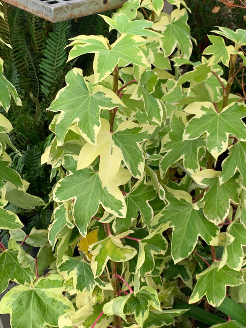 X Fatshedera lizei 'Angyo Star' Hybrid Aralia Tree Ivy - Mr Maple │ Buy Japanese Maple Trees