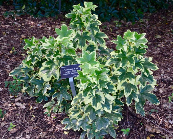 X Fatshedera lizei 'Angyo Star' Hybrid Aralia Tree Ivy - Mr Maple │ Buy Japanese Maple Trees