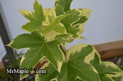 X Fatshedera lizei 'Angyo Star' Hybrid Aralia Tree Ivy - Mr Maple │ Buy Japanese Maple Trees