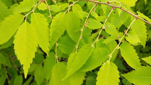 Zelkova serrata 'Ogon' Golden Yellow Japanese Zelkova - Mr Maple │ Buy Japanese Maple Trees