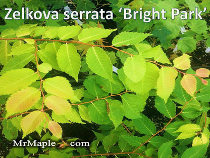 Zelkova serrata 'Ogon' Golden Yellow Japanese Zelkova - Mr Maple │ Buy Japanese Maple Trees