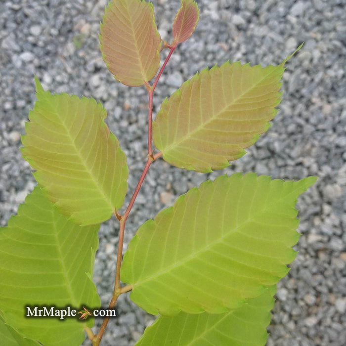 Zelkova serrata 'Ogon' Golden Yellow Japanese Zelkova - Mr Maple │ Buy Japanese Maple Trees