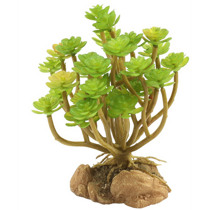 Zoo Med Desert Flora Tree Houseleek:Jungle Bob's Reptile World
